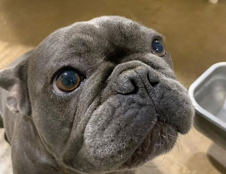 Vet Near Me San Antonio, TX 78212 Cowboy Kennels