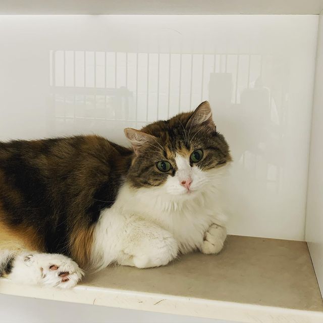 cat resting in boarding facility