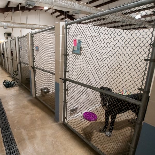 kennel cams