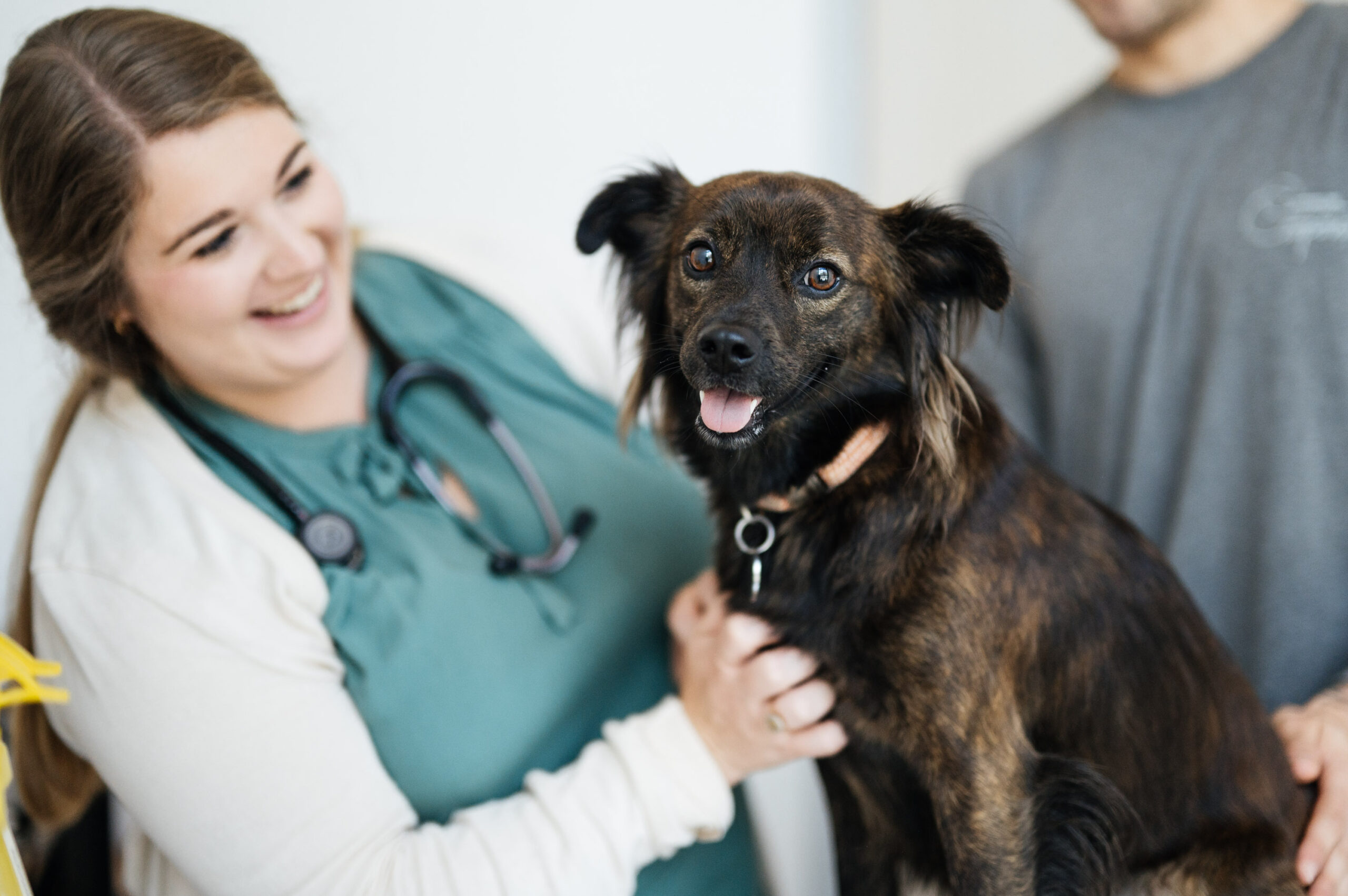 Common Companion (1) Vet examining a dog with its owner standing behind it